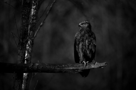 Mono lesser spotted eagle with catchlight perching