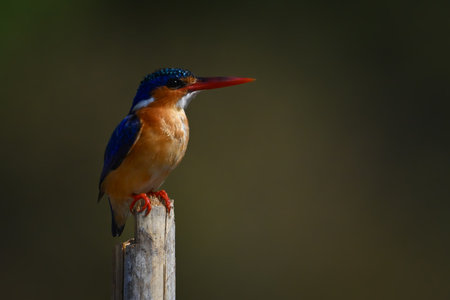 Malachite kingfisher on guano-stained post facing right