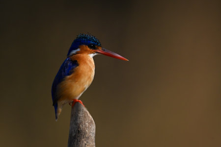 Malachite kingfisher on post with golden backgroundの写真素材