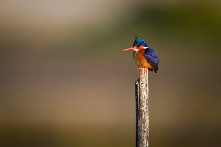 Malachite kingfisher on wood post facing leftの写真素材