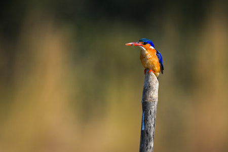 Malachite kingfisher on wooden post holding bugの写真素材