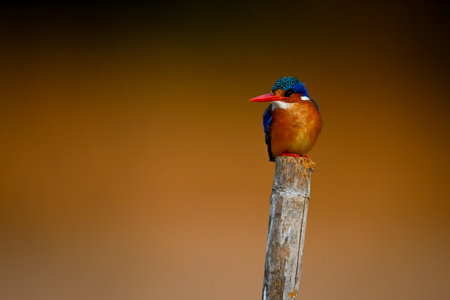 Malachite kingfisher on wooden post turns headの写真素材