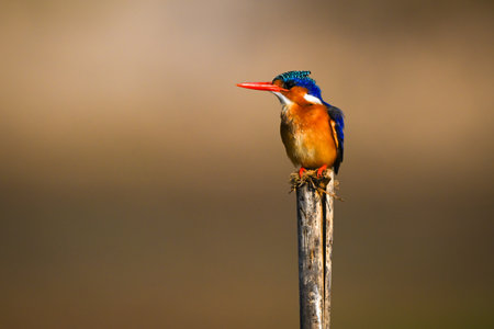 Malachite kingfisher on wooden post turns leftの写真素材