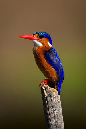 Malachite kingfisher on tilting post with catchlightの写真素材