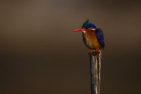 Malachite kingfisher on wooden post watching cameraの写真素材