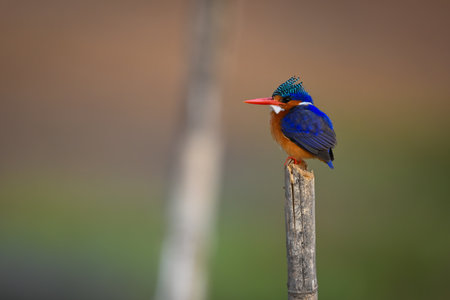 Malachite kingfisher on worn post behind anotherの写真素材