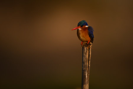 Malachite kingfisher on worn post looks downの写真素材