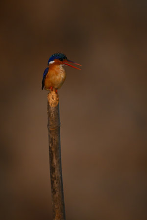 Malachite kingfisher opens beak on bamboo postの写真素材
