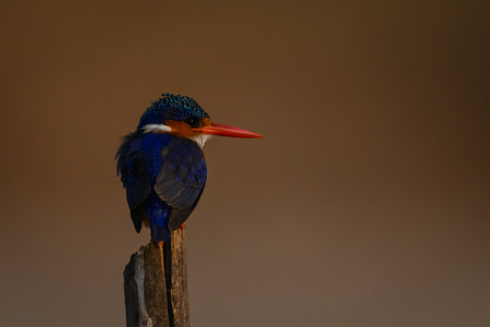 Malachite kingfisher staring over shoulder on poleの写真素材
