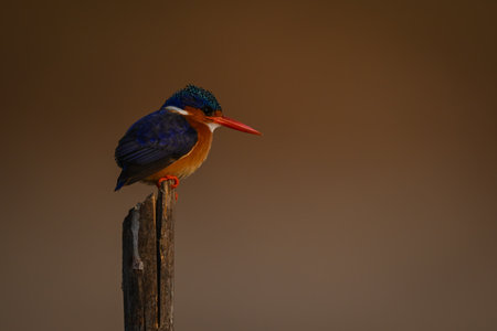 Malachite kingfisher stares down from marker poleの写真素材