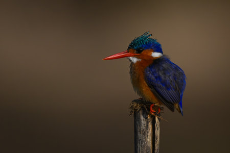 Malachite kingfisher stares ahead from cracked postの写真素材