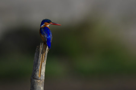 Malachite kingfisher staring over shoulder on postの写真素材