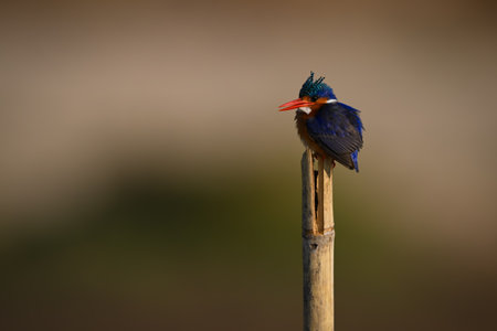 Malachite kingfisher opens beak on wood postの写真素材
