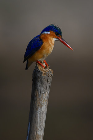 Malachite kingfisher staring down from marker postの写真素材