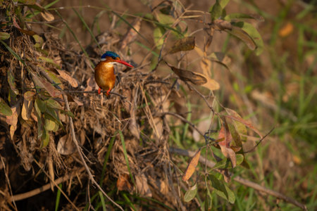 Malachite kingfisher stares down from leafy bushの写真素材
