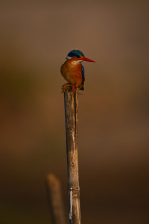 Malachite kingfisher turns head on worn postの写真素材