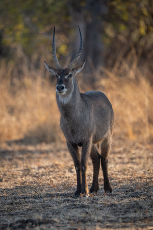 Male common waterbuck stands facing toward cameraの写真素材