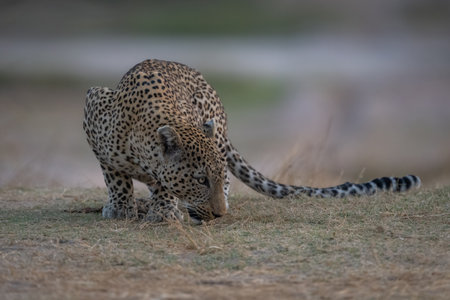 Male leopard crouches sniffing ground on riverbankの写真素材