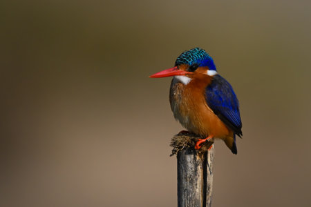 Malachite kingfisher watches camera from wood postの写真素材