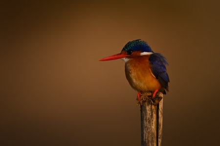 Malachite kingfisher with catchlight on worn postの写真素材