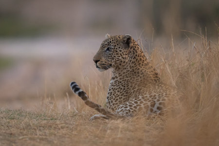 Male leopard lies staring in tall grass