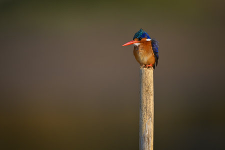 Malachite kingfisher watching camera on cracked postの写真素材
