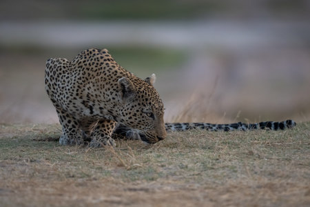 Male leopard crouches on riverbank sniffing groundの写真素材