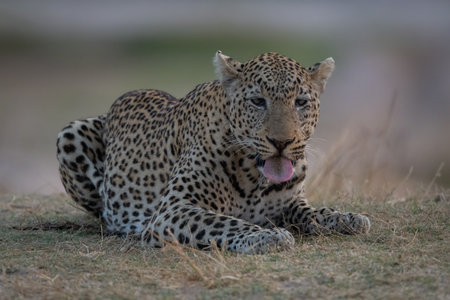 Male leopard lies extending tongue on grassの写真素材