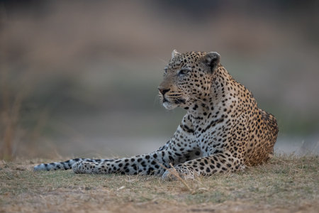 Male leopard lies in grass lifting headの写真素材