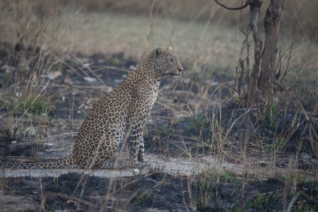 Male leopard sits staring among burnt grass