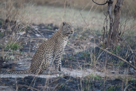 Male leopard sits staring in burnt grass