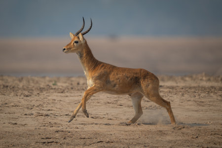 Male puku with catchlight running across beach