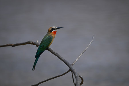 White-fronted bee-eater in profile on curving bough