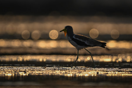 White-crowned lapwing crossing mudflats silhouetted against water