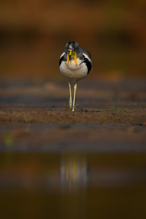 White-crowned lapwing crosses muddy shallows towards camera