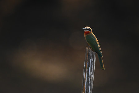 White-fronted bee-eater backlit watches camera on post