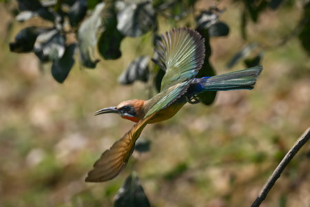 White-fronted bee-eater flies past bush spreading wings