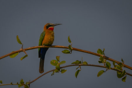White-fronted bee-eater on curved branch with catchlight