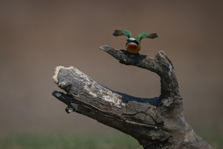 White-fronted bee-eater lifts wings ready for take-off