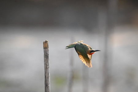 White-fronted bee-eater takes off backlit from post