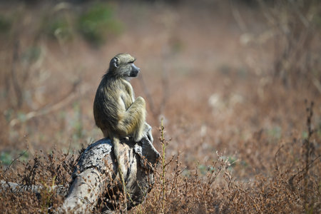 Yellow baboon sits on log in profile