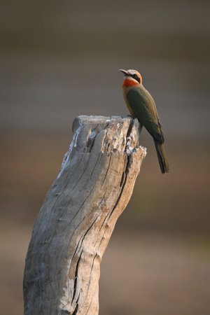 White-fronted bee-eater turns head on dead boughの写真素材