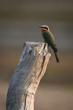 White-fronted bee-eater with catchlight on dead log