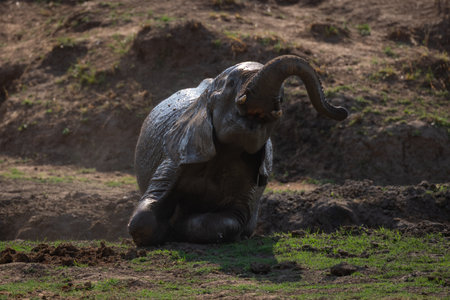 African bush elephant clambering out of ditchの写真素材