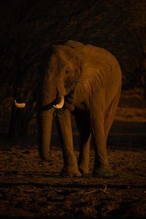 African bush elephant standing eating at sunrise