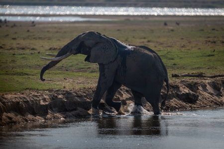 African bush elephant climbs up from riverの写真素材