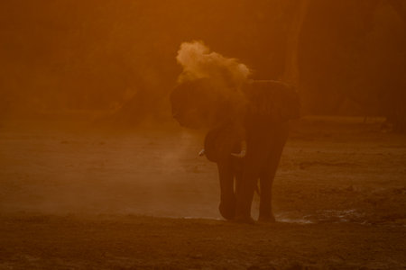 African elephant stands spraying dust over headの写真素材