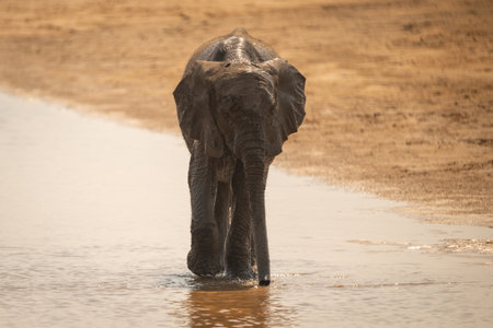 African bush elephant walks in shallow river