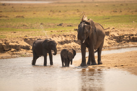 African elephant stands in water with calves