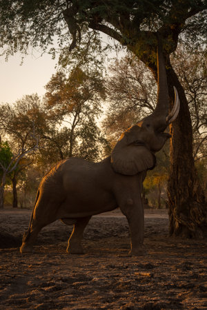 African elephant stands raising trunk to browseの写真素材
